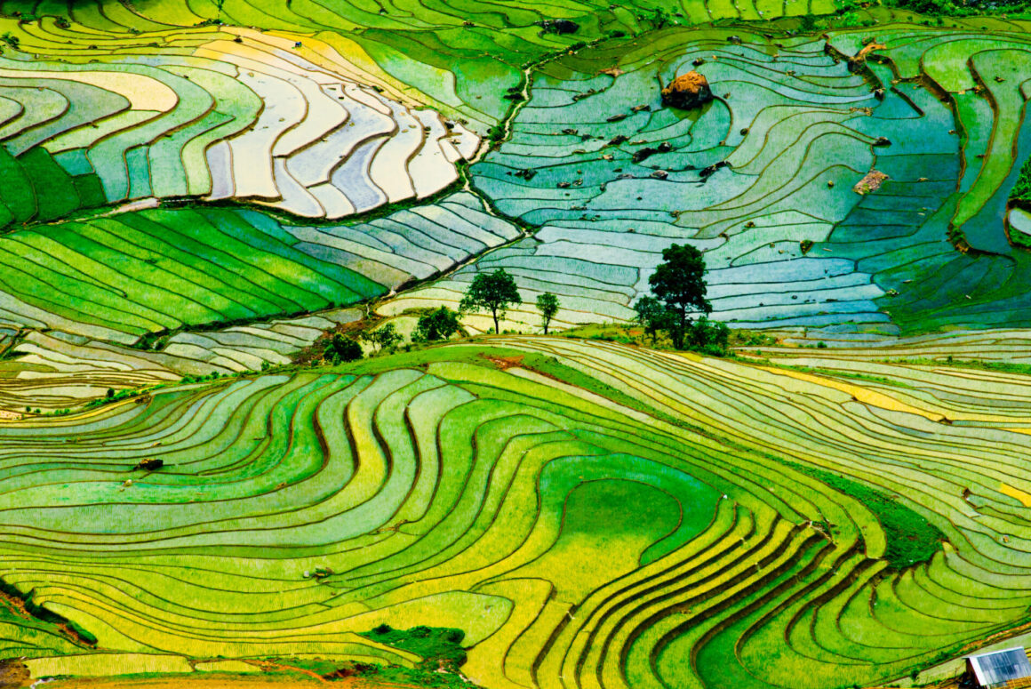 Rice terraces of Sapa (Photo Credit: iStockphoto)