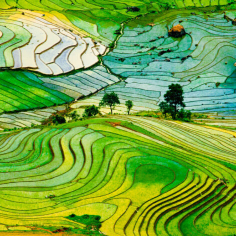 Rice terraces of Sapa (Photo Credit: iStockphoto)