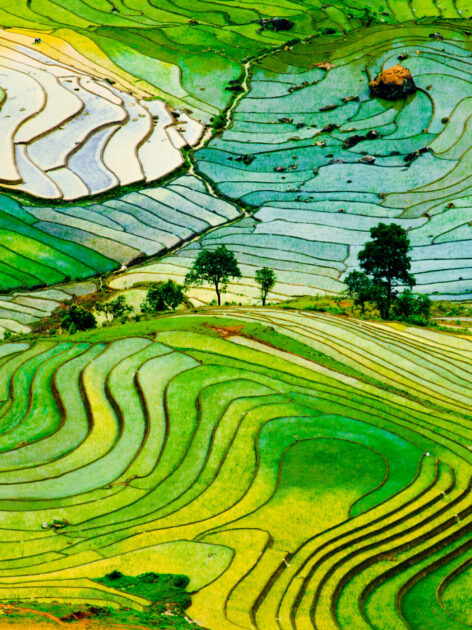 Rice terraces of Sapa (Photo Credit: iStockphoto)