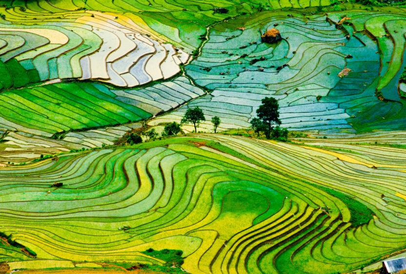 Rice terraces of Sapa (Photo Credit: iStockphoto)