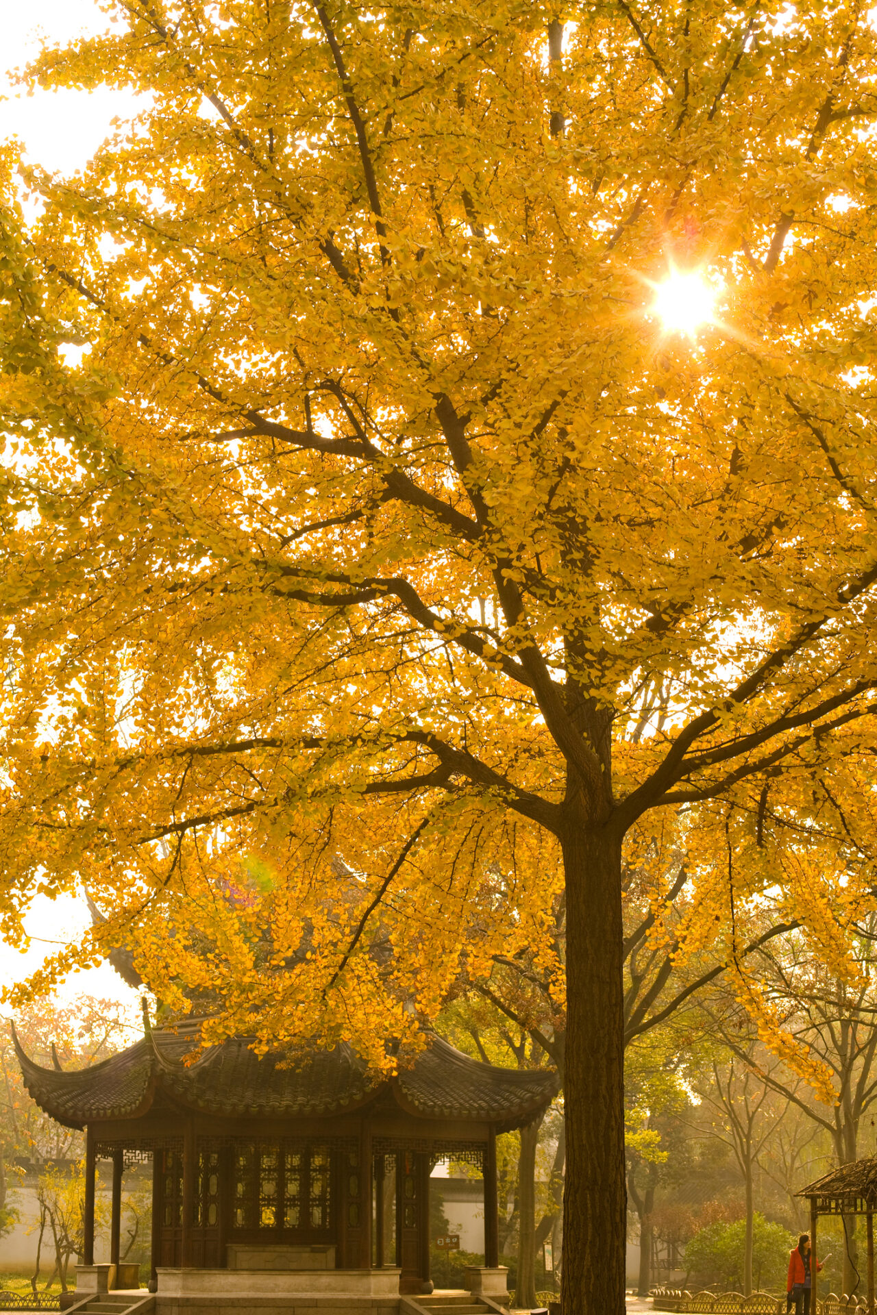 สวนจัวเจิ้ง ในฤดูใบไม้ร่วง (เครดิตรูปภาพ: iStockphoto)