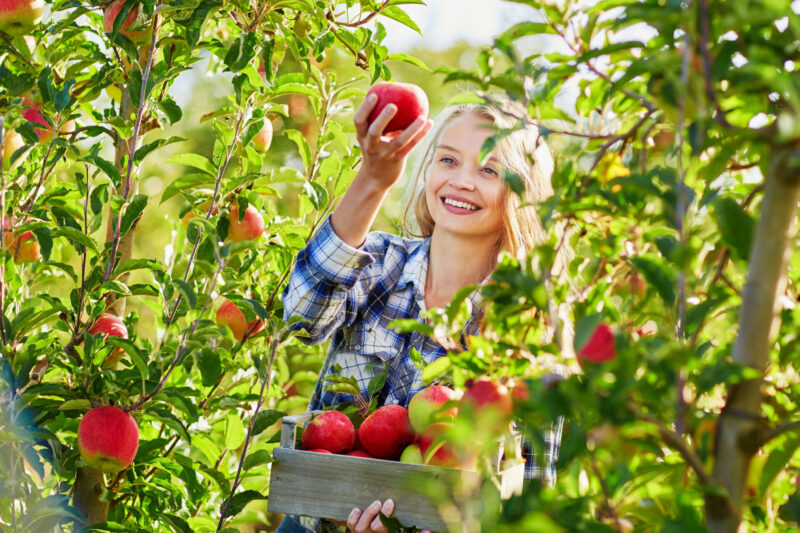 กิจกรรมเก็บแอปเปิล (เครดิตรูปภาพ: iStockphoto)