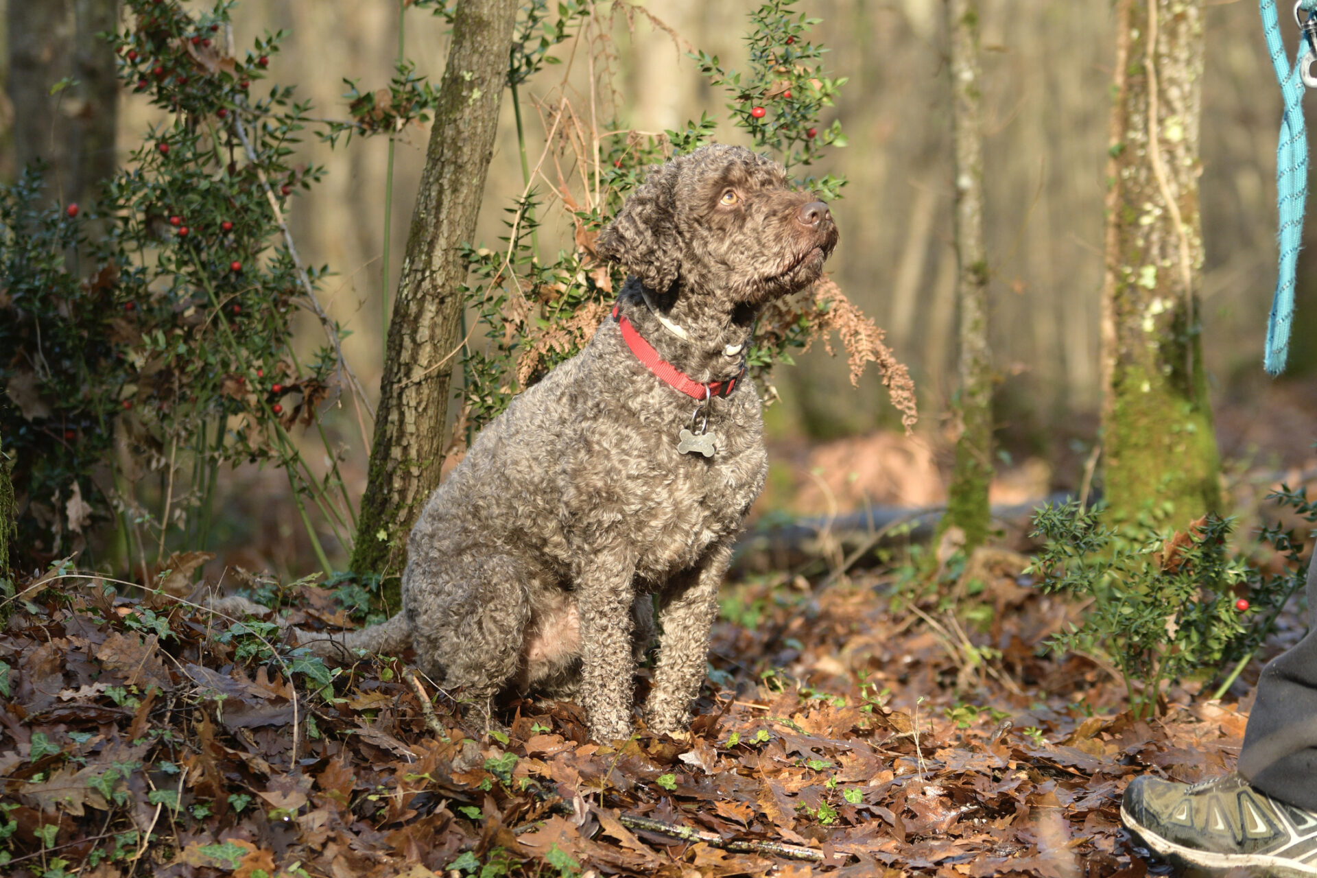 The Lagotto Romagnolo breed (Photo Credit: iStockphoto)