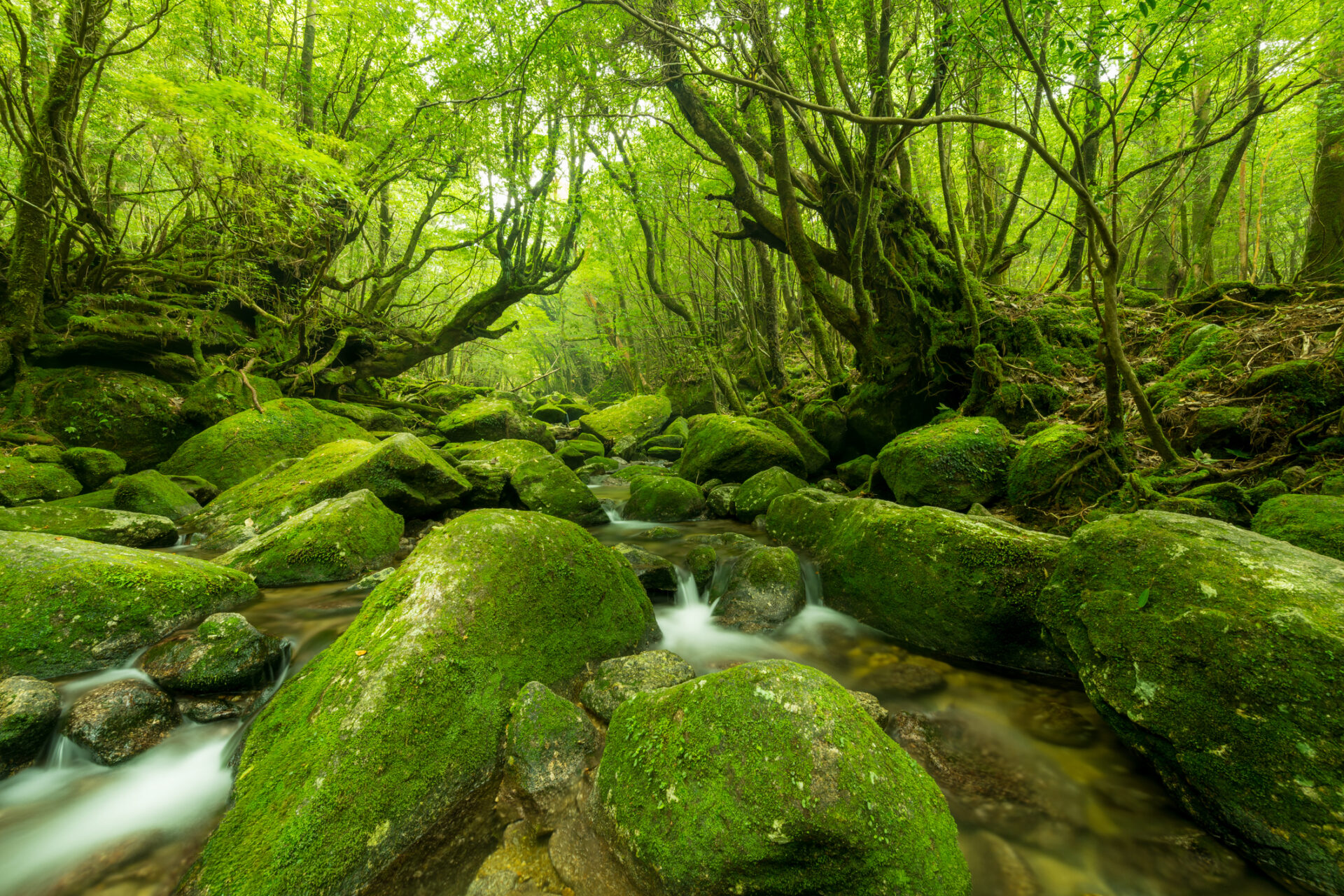 Views of Shiratani Unsuikyo Valley (Photo Credit: iStockphoto)