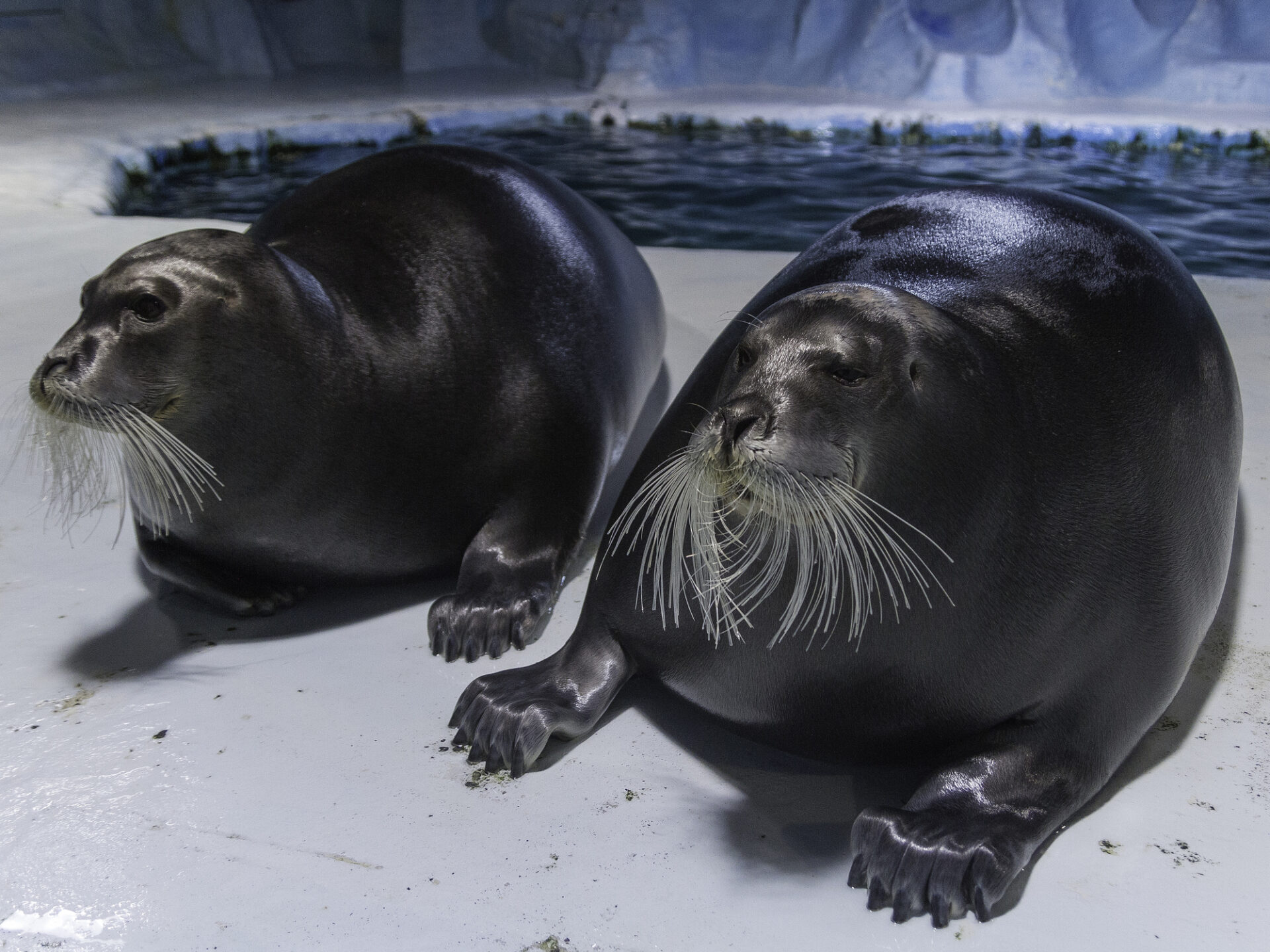 Seals (Photo Credit: iStockphoto)