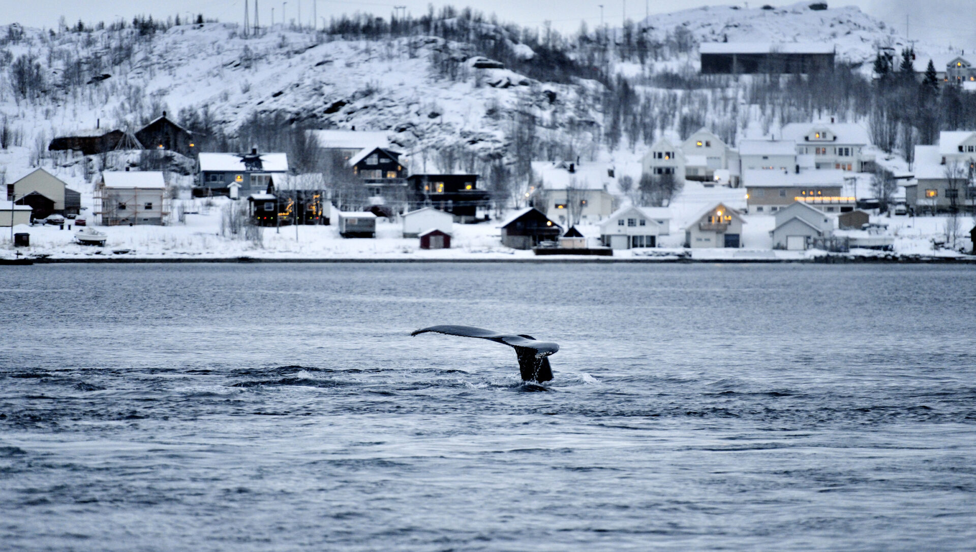 Witnessing the majestic whales in person is an experience far more memorable than any documentary you could watch. (Photo Credit: iStockphoto)