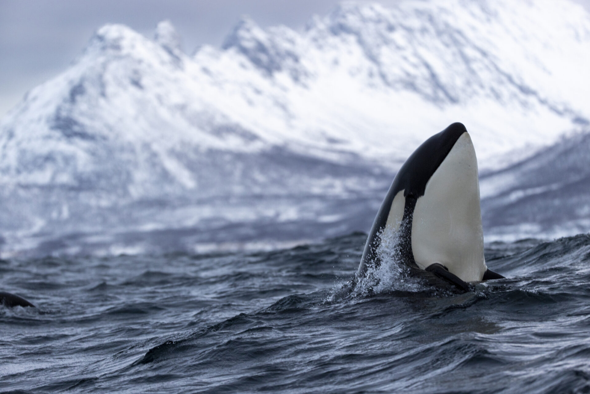 Tromsø Whale Watching (Photo Credit: iStockphoto)