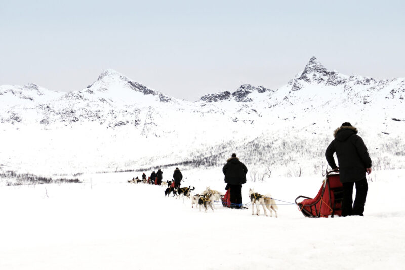 Sled dogs have been used for transporting goods and as vehicles for over 3,000 years, with huskies proving to be the most efficient among all sled dog breeds. (Photo Credit: iStockphoto)