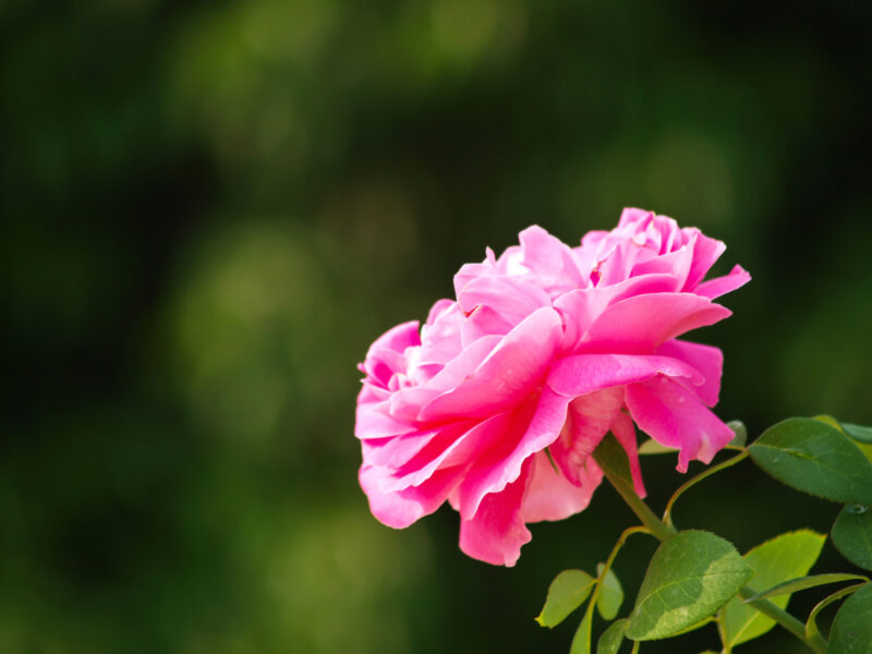 Chulalongkorn rose (Photo Credit: iStockphoto)