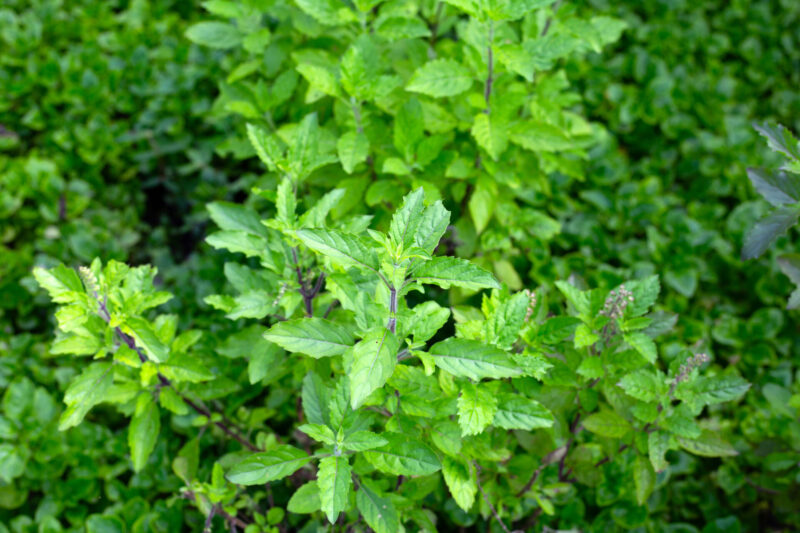 Holy Basil (Photo Credit: iStockphoto)