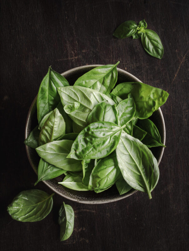 Sweet Basil leaves are dark green, with a smooth, glossy texture and a distinctive fragrant aroma. (Photo Credit: iStockphoto)