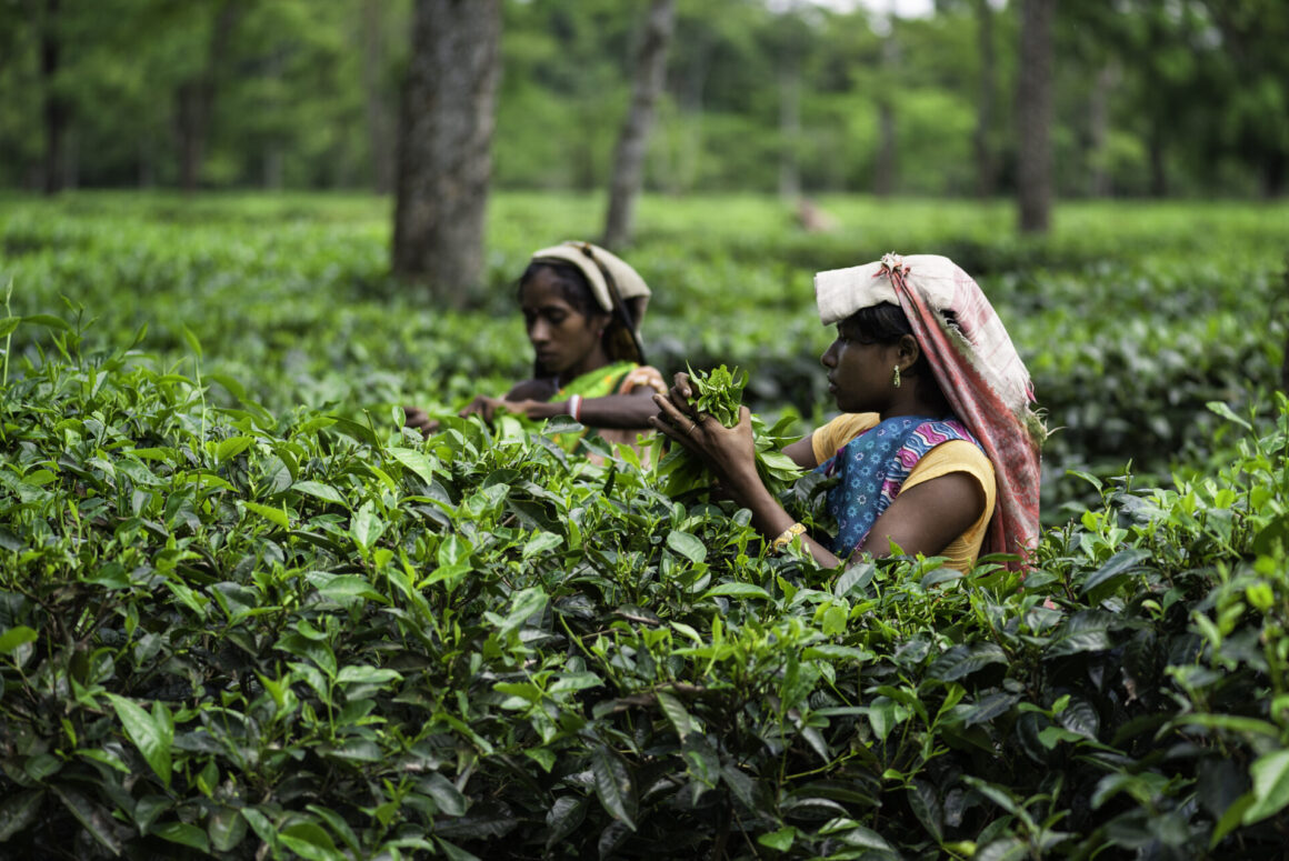 Plucking tea leaves at a tea plantation in Jorhat, Assam. (Photo Credit: iStockphoto)