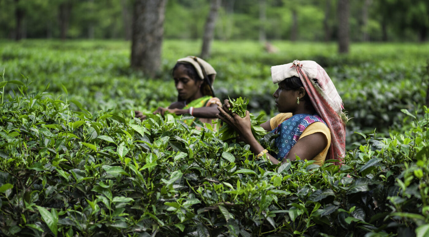 Plucking tea leaves at a tea plantation in Jorhat, Assam. (Photo Credit: iStockphoto)