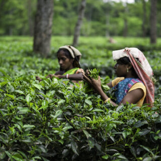 Plucking tea leaves at a tea plantation in Jorhat, Assam. (Photo Credit: iStockphoto)