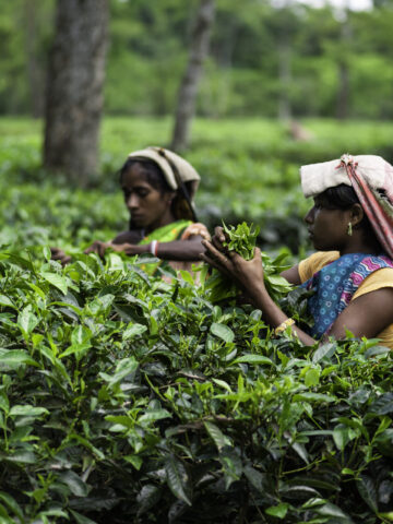 Plucking tea leaves at a tea plantation in Jorhat, Assam. (Photo Credit: iStockphoto)