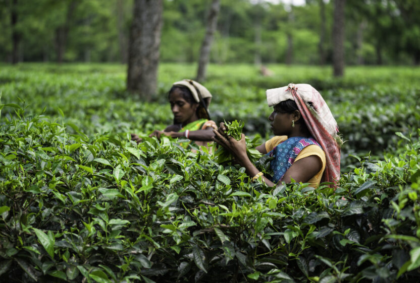 Plucking tea leaves at a tea plantation in Jorhat, Assam. (Photo Credit: iStockphoto)