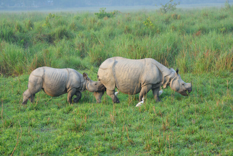 One-horned rhinoceros (Photo Credit: iStockphoto)