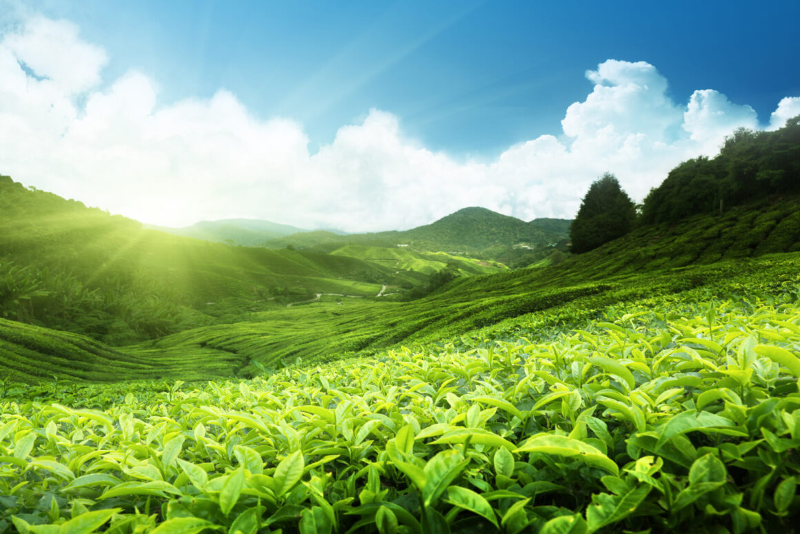 Cameron Highlands, Malaysia (Photo Credit: iStockphoto)