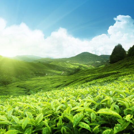 Cameron Highlands, Malaysia (Photo Credit: iStockphoto)