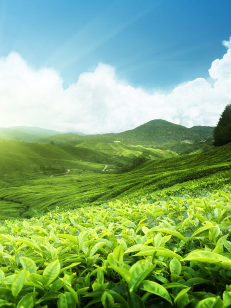 Cameron Highlands, Malaysia (Photo Credit: iStockphoto)