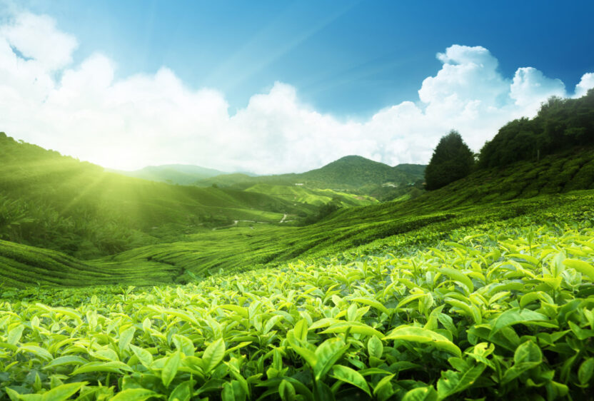 Cameron Highlands, Malaysia (Photo Credit: iStockphoto)