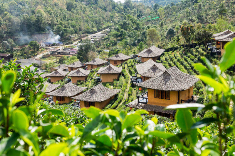 Traditional earthen houses stand amidst the expansive tea fields of Ban Rak Thai. (Photo Credit: iStockphoto)