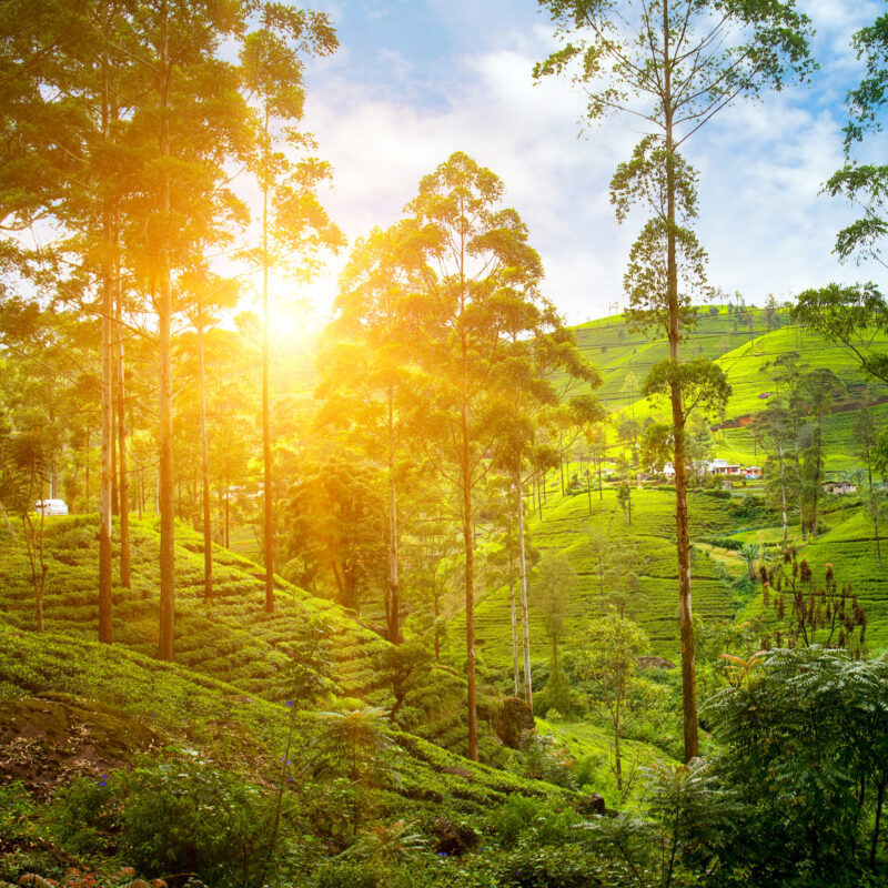 The serene morning light casts a golden hue over the tea fields of Nuwara Eliya. (Photo Credit: iStockphoto)