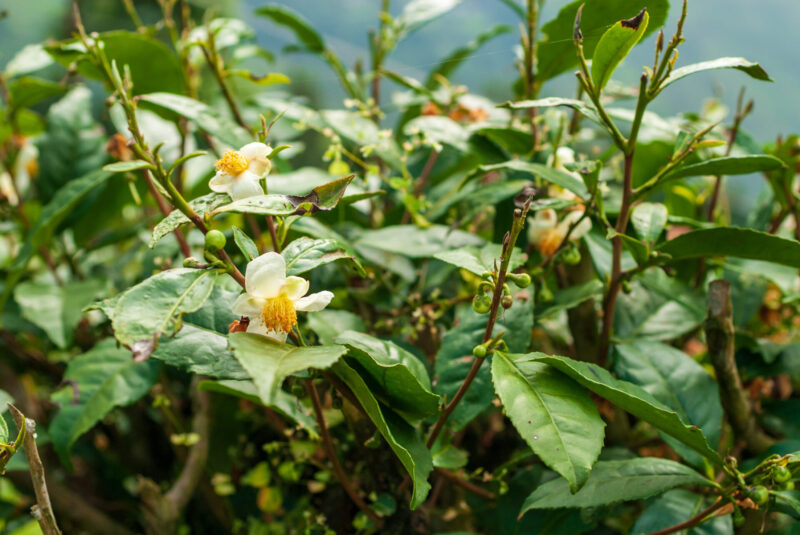 The hills of Darjeeling come alive with blooming tea trees. (Photo Credit: iStockphoto)