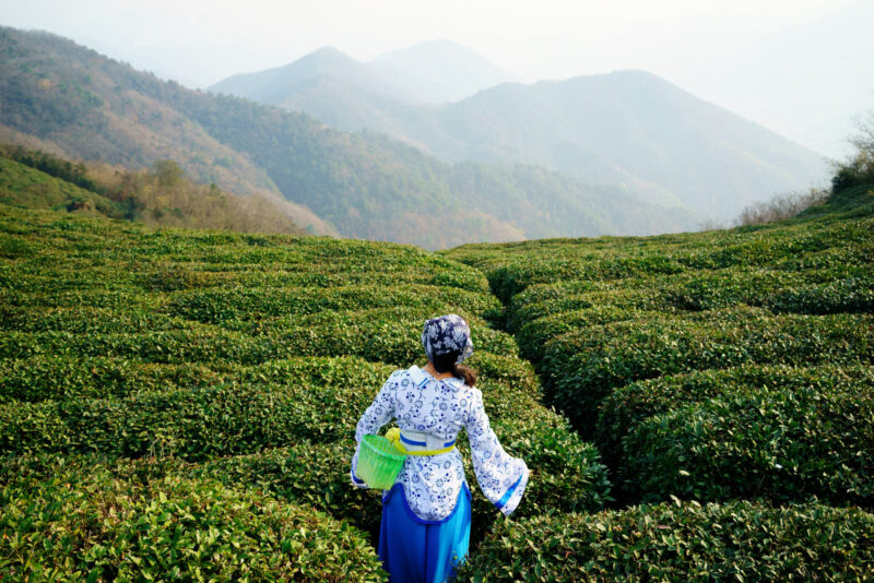 A woman harvests tea leaves in the fertile fields of Yunnan Province. (Photo Credit: iStockphoto)