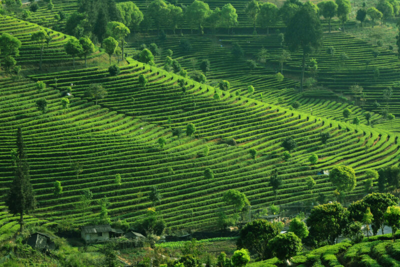 The verdant expanse of Yunnan’s tea plantations stretches across the landscape. (Photo Credit: iStockphoto)