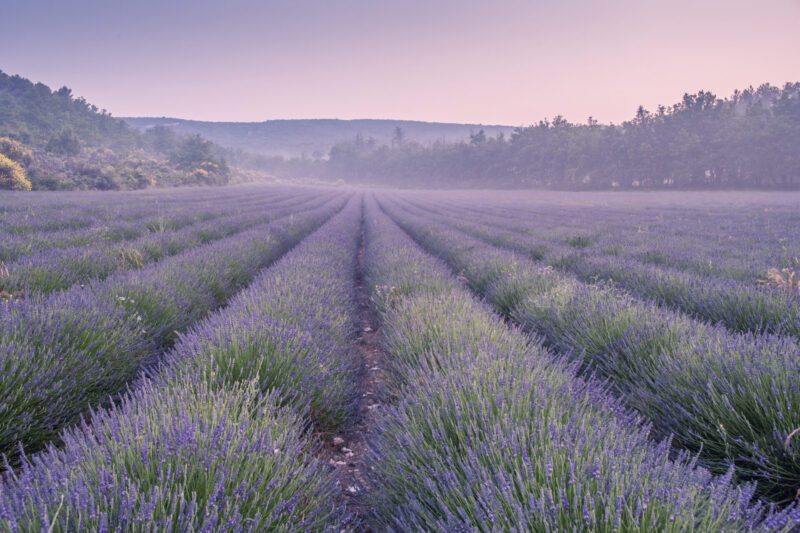 Lavender fields in Provence (Photo Credit: iStockphoto)