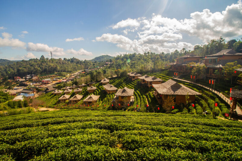 ไร่ชาท่ามกลางภูมิประเทศสวยงามของบ้านรักไทย แม่ฮ่องสอน (เครดิตรูปภาพ: iStockphoto)