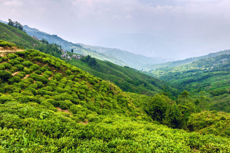 ไร่ชา Happy Valley Tea Estate ที่เก่าแก่ที่สุด ในดาร์จีลิง อินเดีย (เครดิตรูปภาพ: iStockphoto)