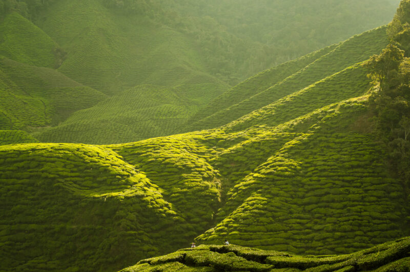 บรรยากาศสงบเงียบของไร่ชาในคาเมรอน ไฮแลนด์ (เครดิตรูปภาพ: iStockphoto)