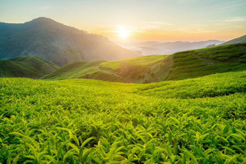 ยามเช้าแสนสงบของไร่ชาในคาเมรอน ไฮแลนด์ มาเลเซีย (เครดิตรูปภาพ: iStockphoto) 