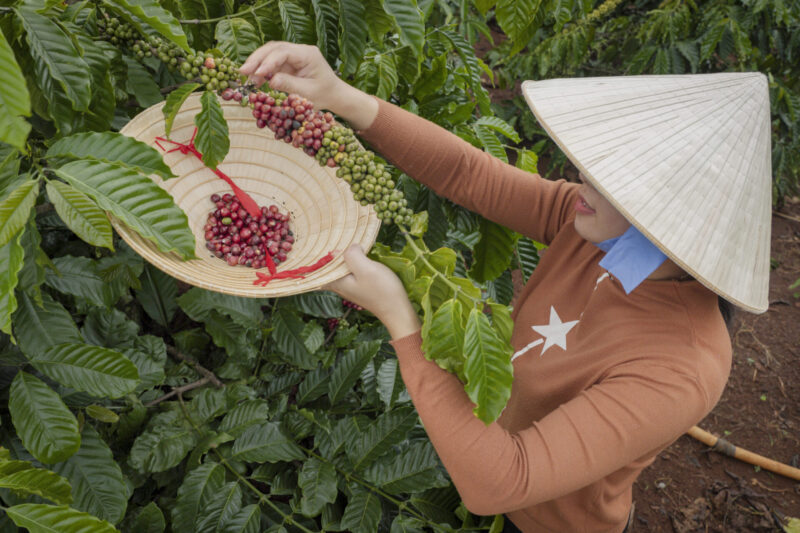 กาแฟเวียดนาม (เครดิตรูปภาพ: iStockphoto)