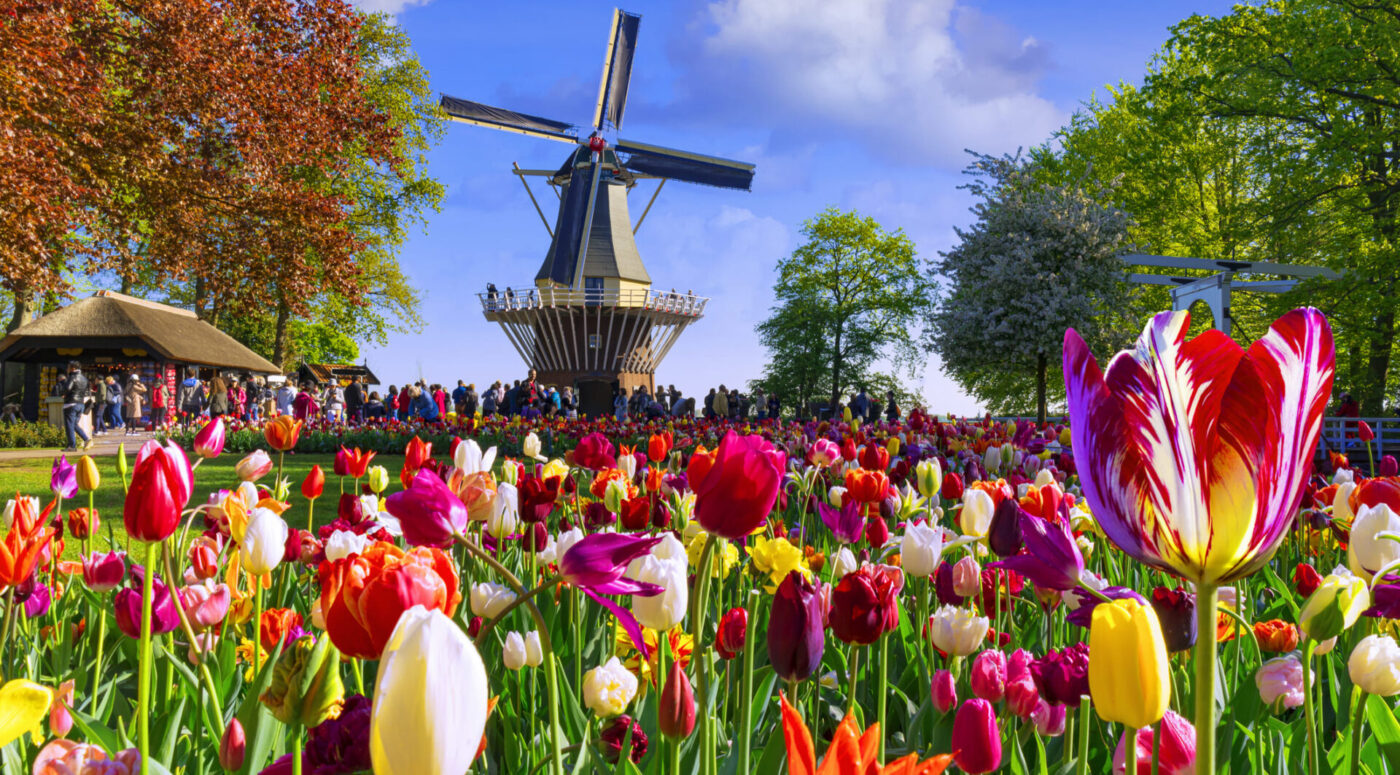 Vibrant, multi-colored tulips in full bloom at the majestic Keukenhof (Photo Credit: iStockphoto)