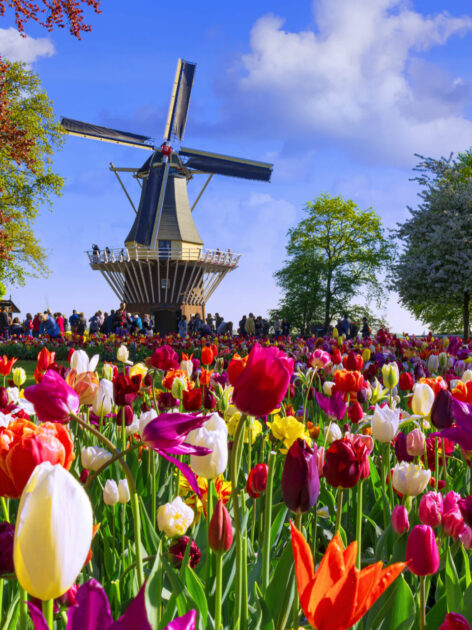 Vibrant, multi-colored tulips in full bloom at the majestic Keukenhof (Photo Credit: iStockphoto)