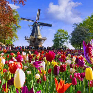 ทิวลิปหลากสีในสวนเคอเคนฮอฟ (เครดิตรูปภาพ: iStockphoto)