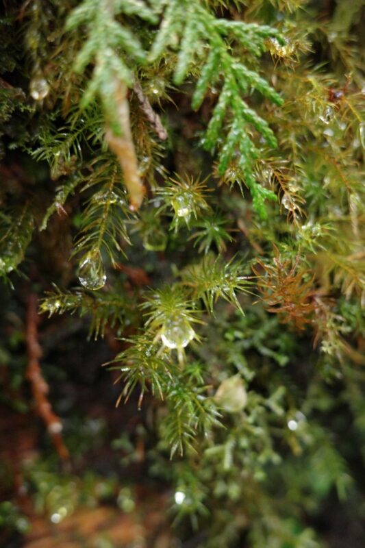 Dew-laden leaves shimmer across the lush forest canopy