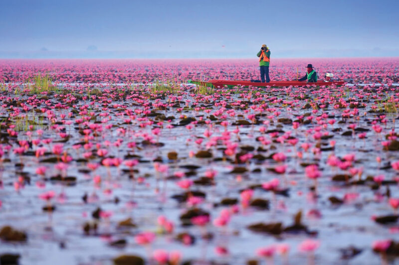Red lotus lake