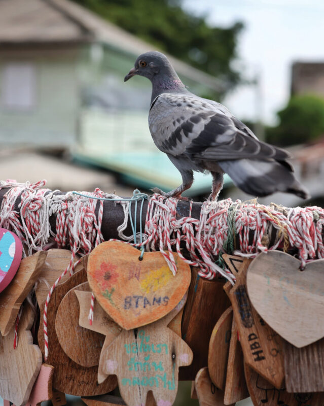 Handmade wooden plaques line the canal