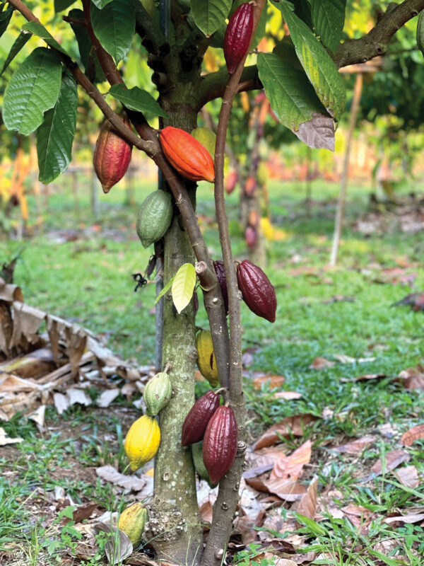 A cacao tree