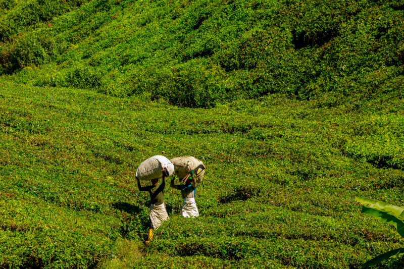 Harvesting the tea leaves. 