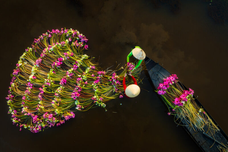 Lotus harvesting is truly spectacular. 