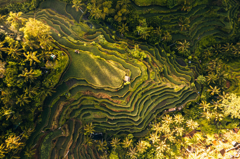The top view over the rice terrace in Ubud, Bali.