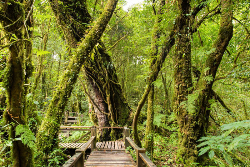 Ang Ka Luang Nature Trail at Doi Inthanon National Park.