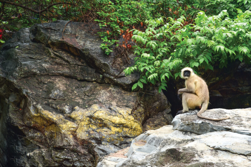 Rajgir Zoo and Nature Safari