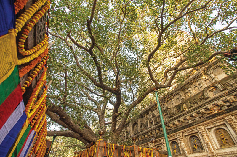 Maha Bodhi Tree
