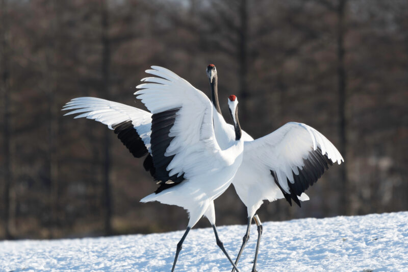 Red-crowned cranes
